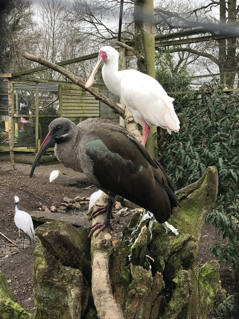 Hadada ibis and African spoonbill 172019