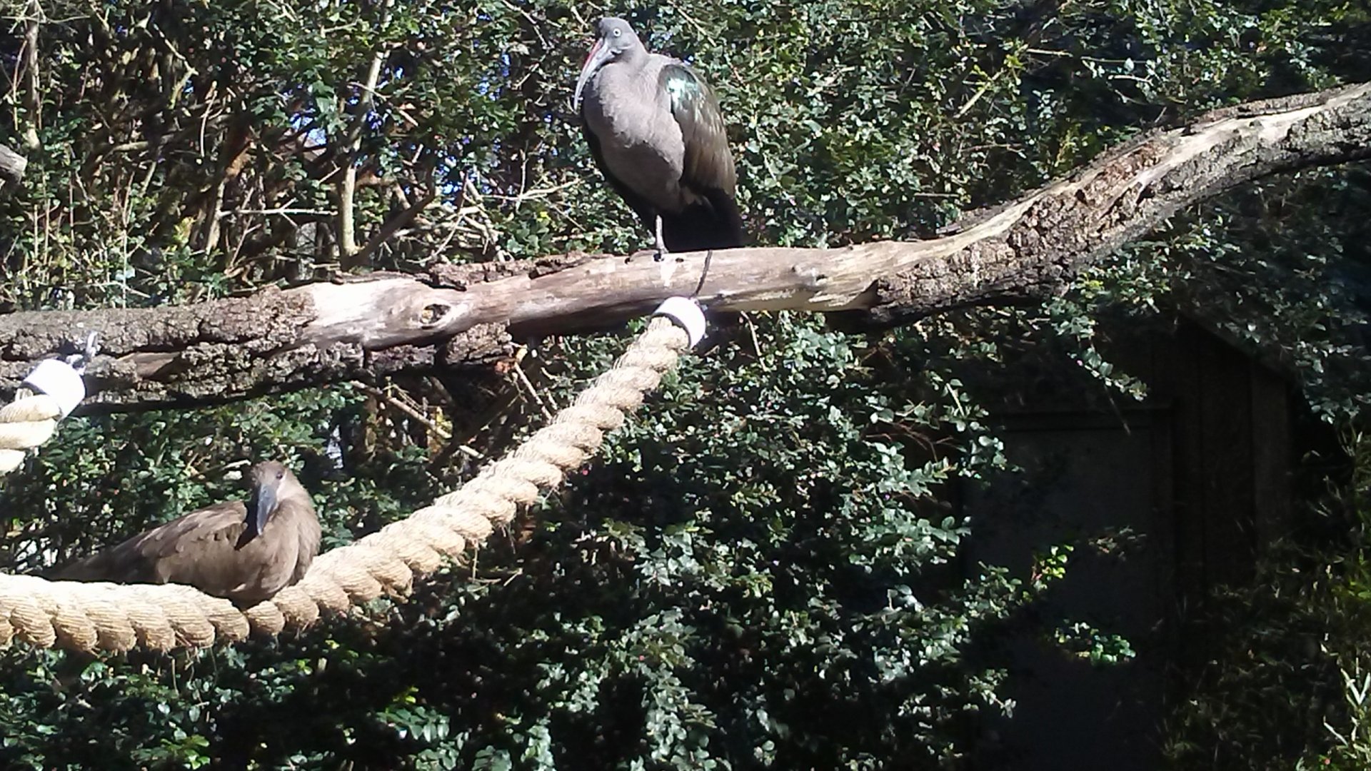 Hadada ibis and hamerkop