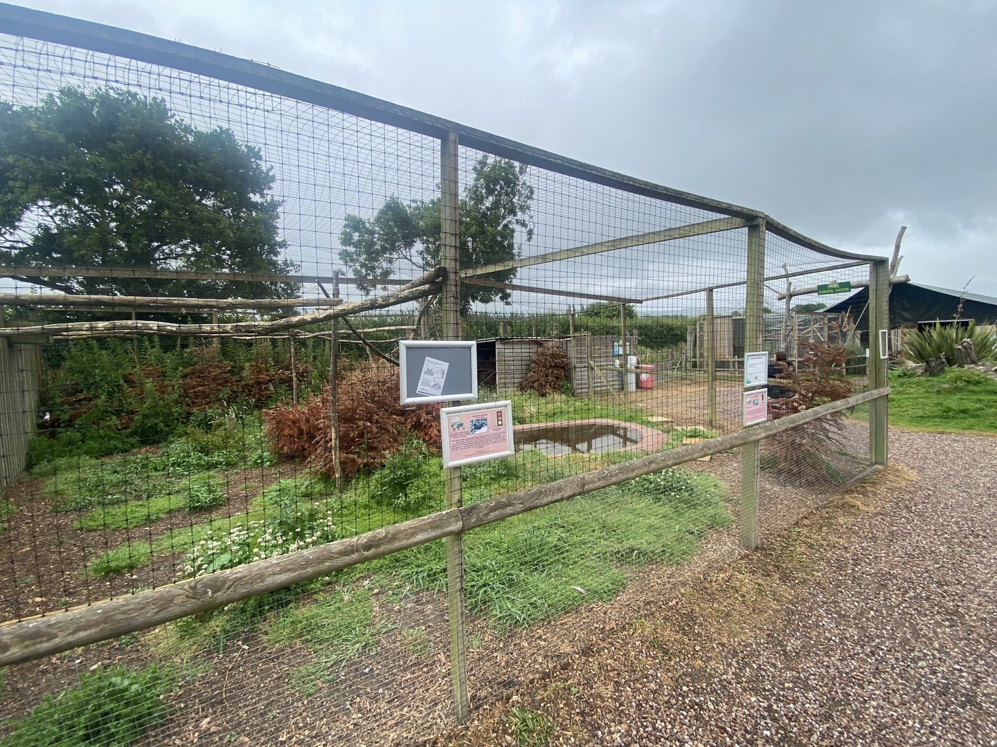 Hadada ibis and Northern helmeted curassow aviary 300623