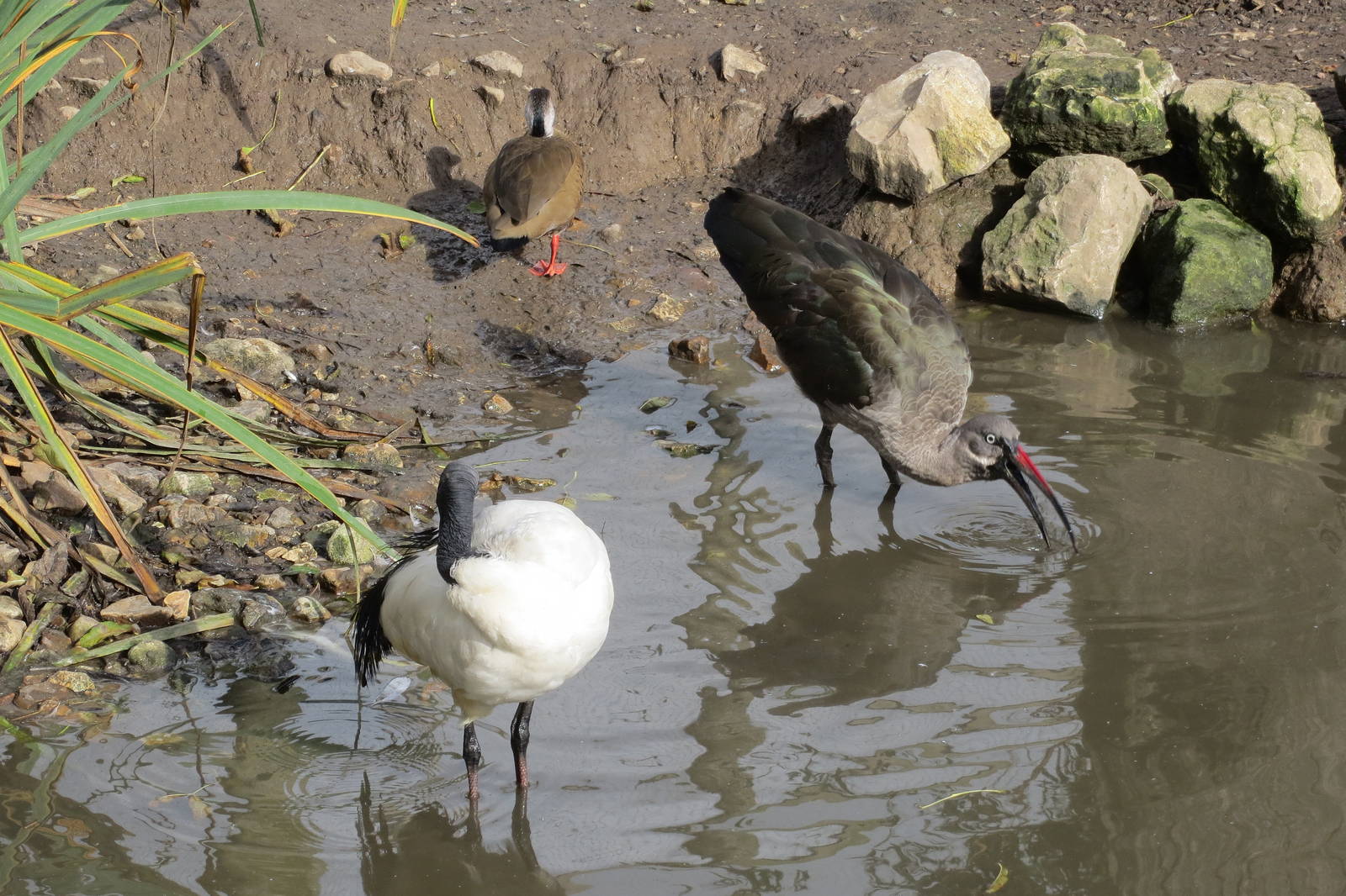 Hadada Ibis and Sacred Ibis 10/14