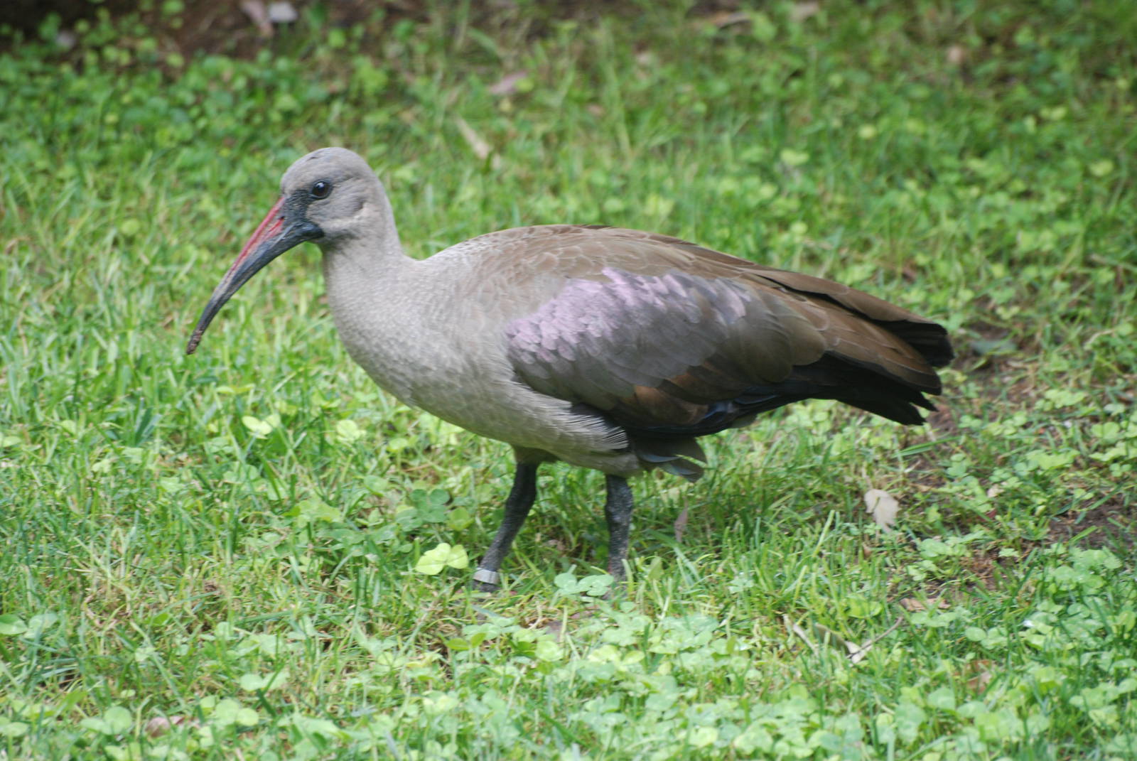 Hadada Ibis at Bioparc Valencia, 28/05/11