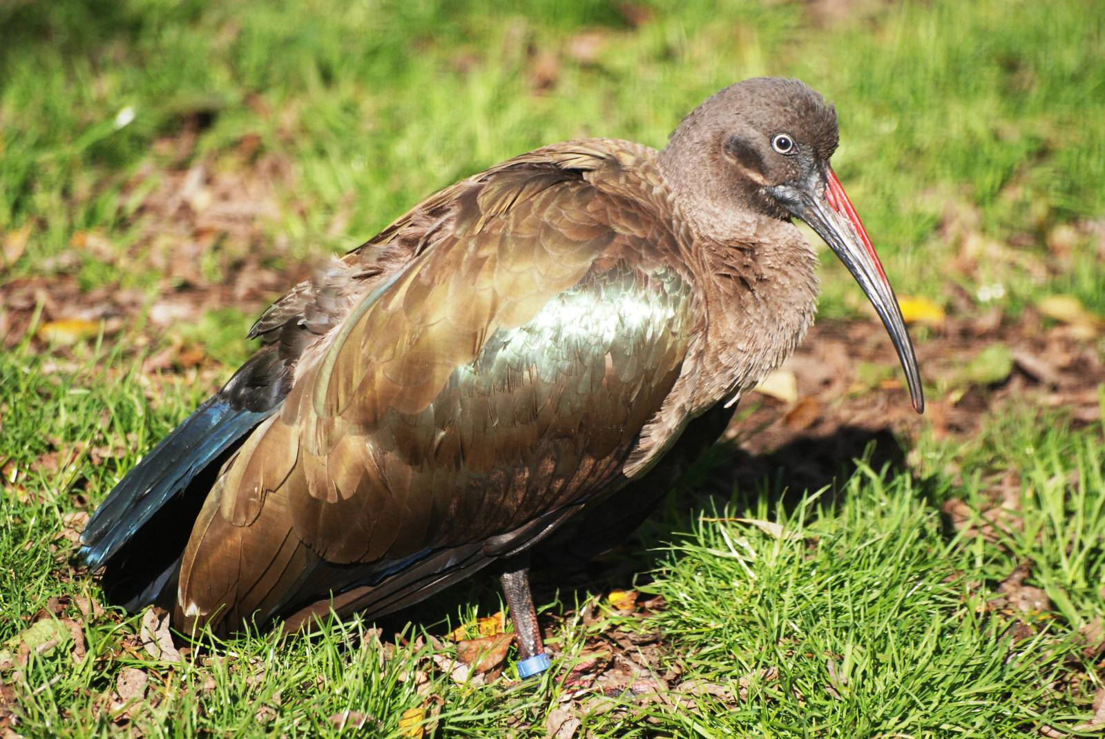 Hadada Ibis at Blackbrook, 21/10/12