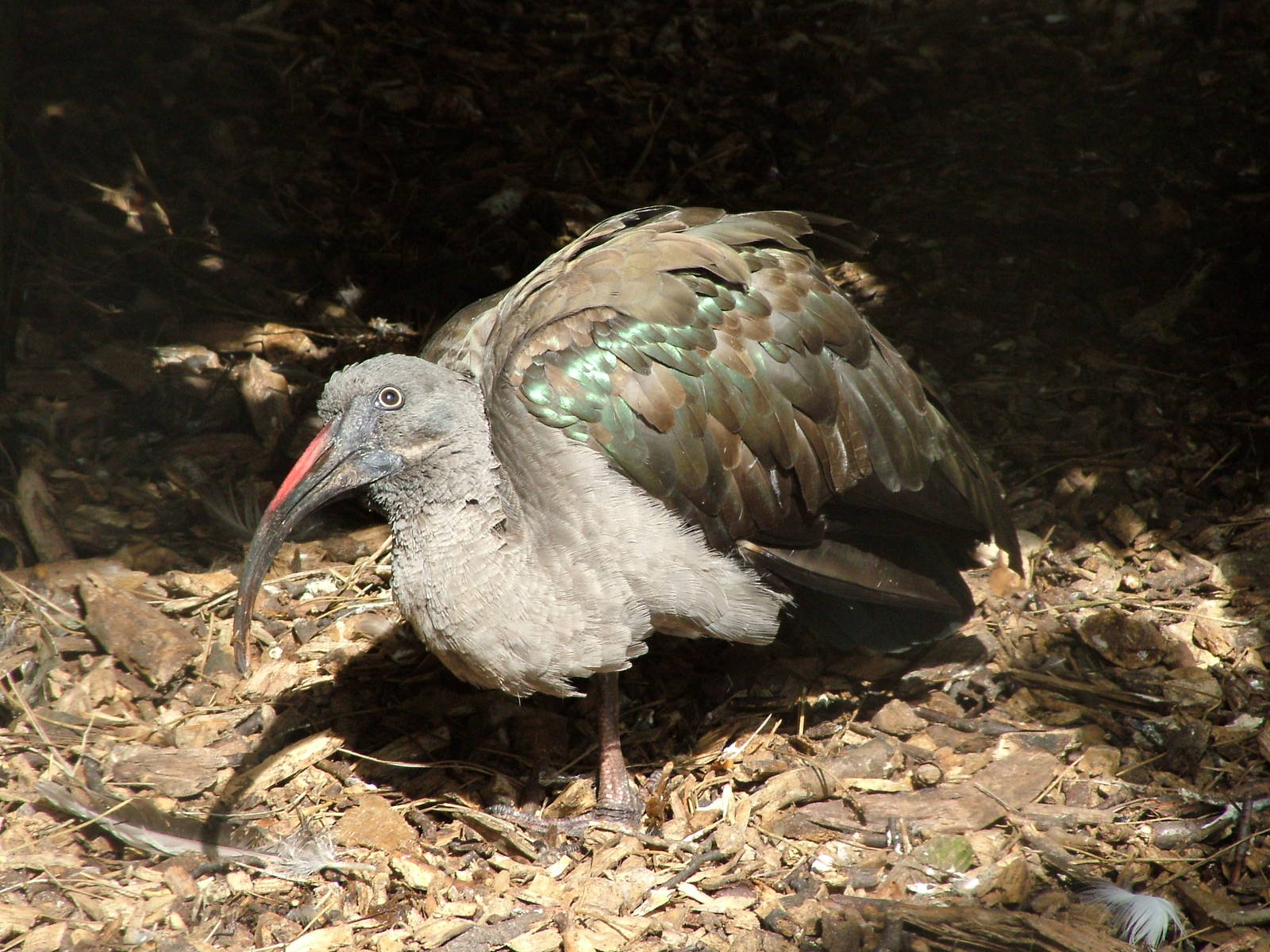 Hadada Ibis at Blackbrook Apr 09