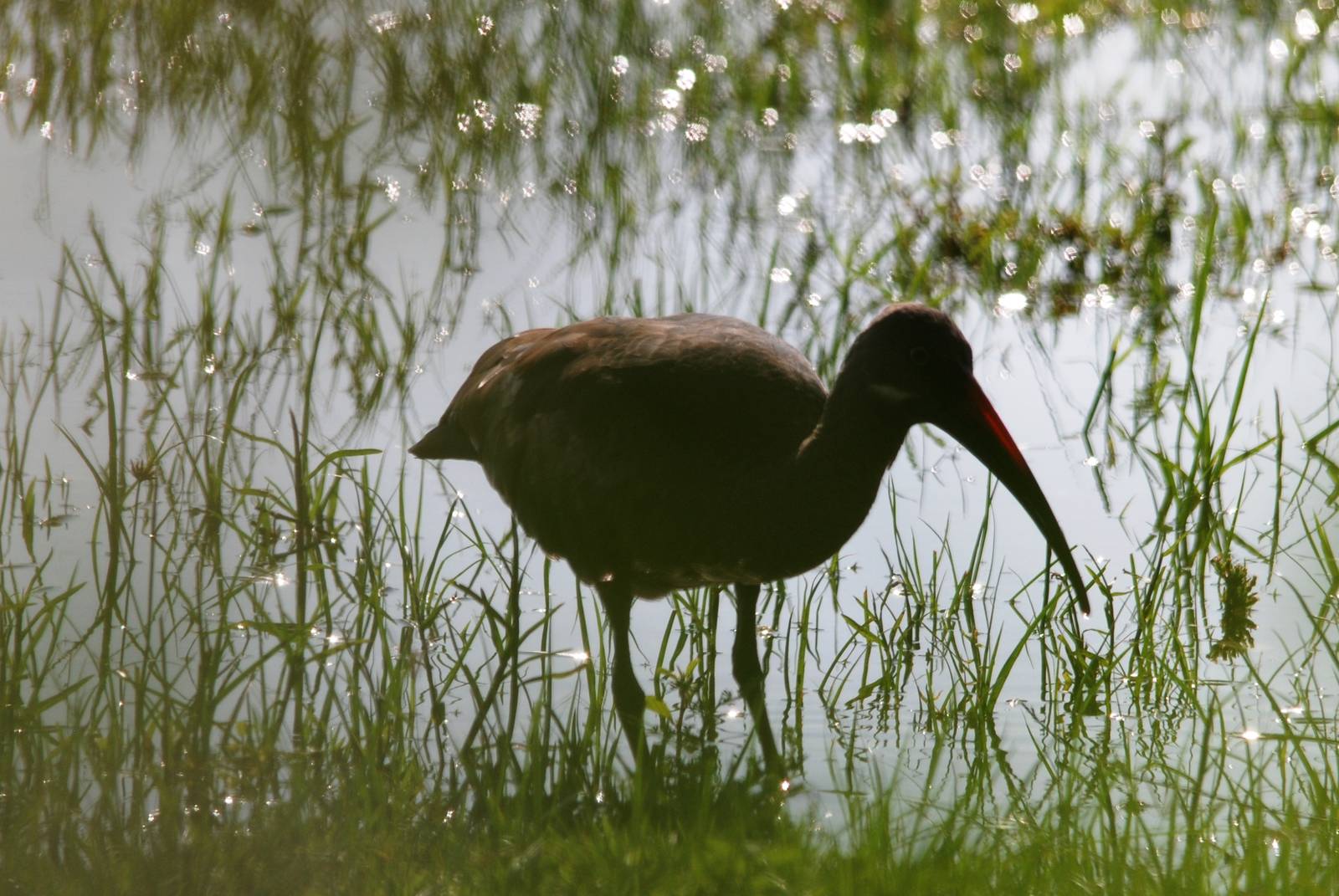Hadada Ibis at Hawassa, 16/10/14