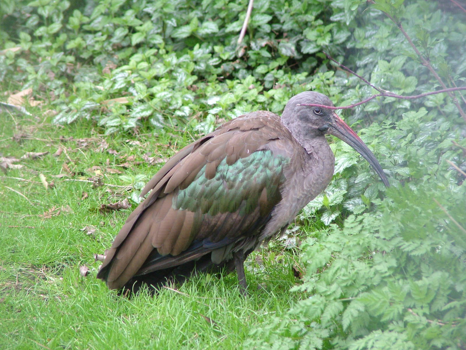 Hadada Ibis at Linton 05/04/10