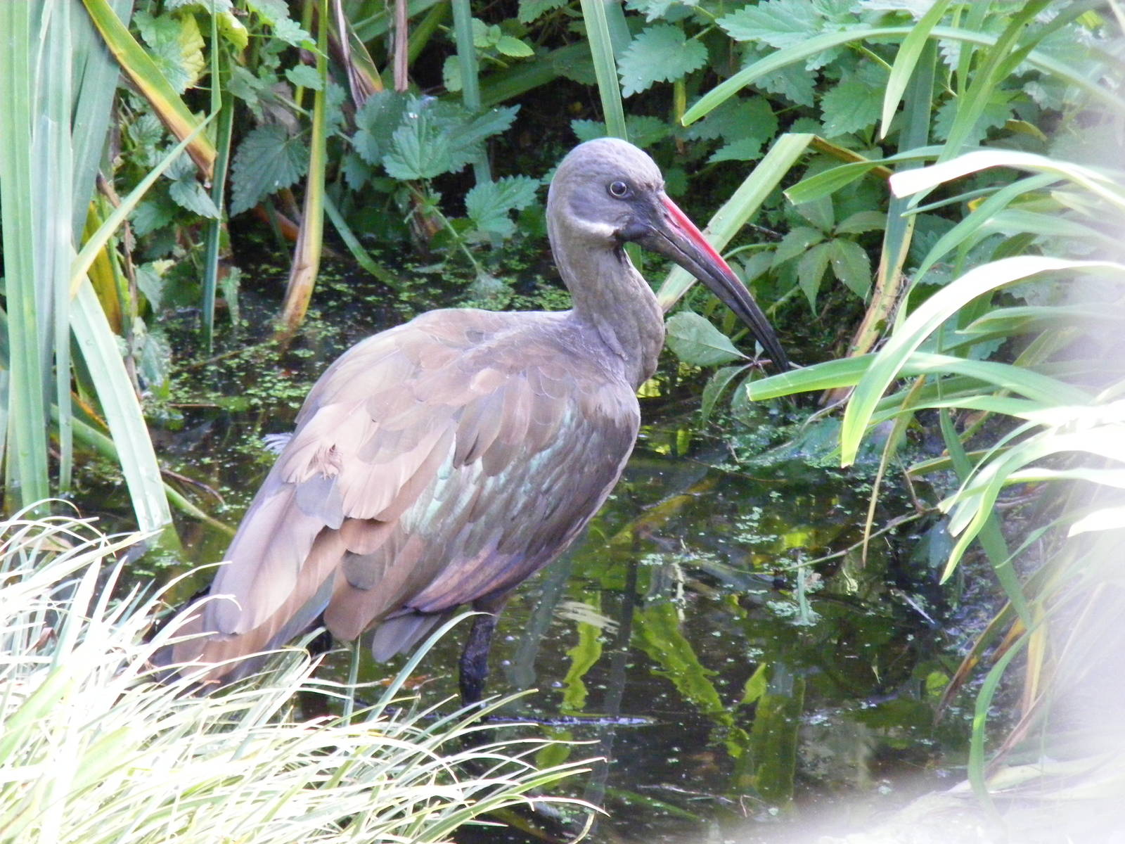 Hadada ibis (?) at Linton Zoo, 11 September 2010