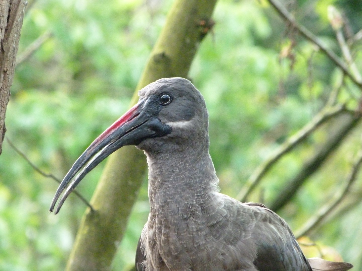 Hadada ibis -Bioparc de Doué la Fontaine (2025)