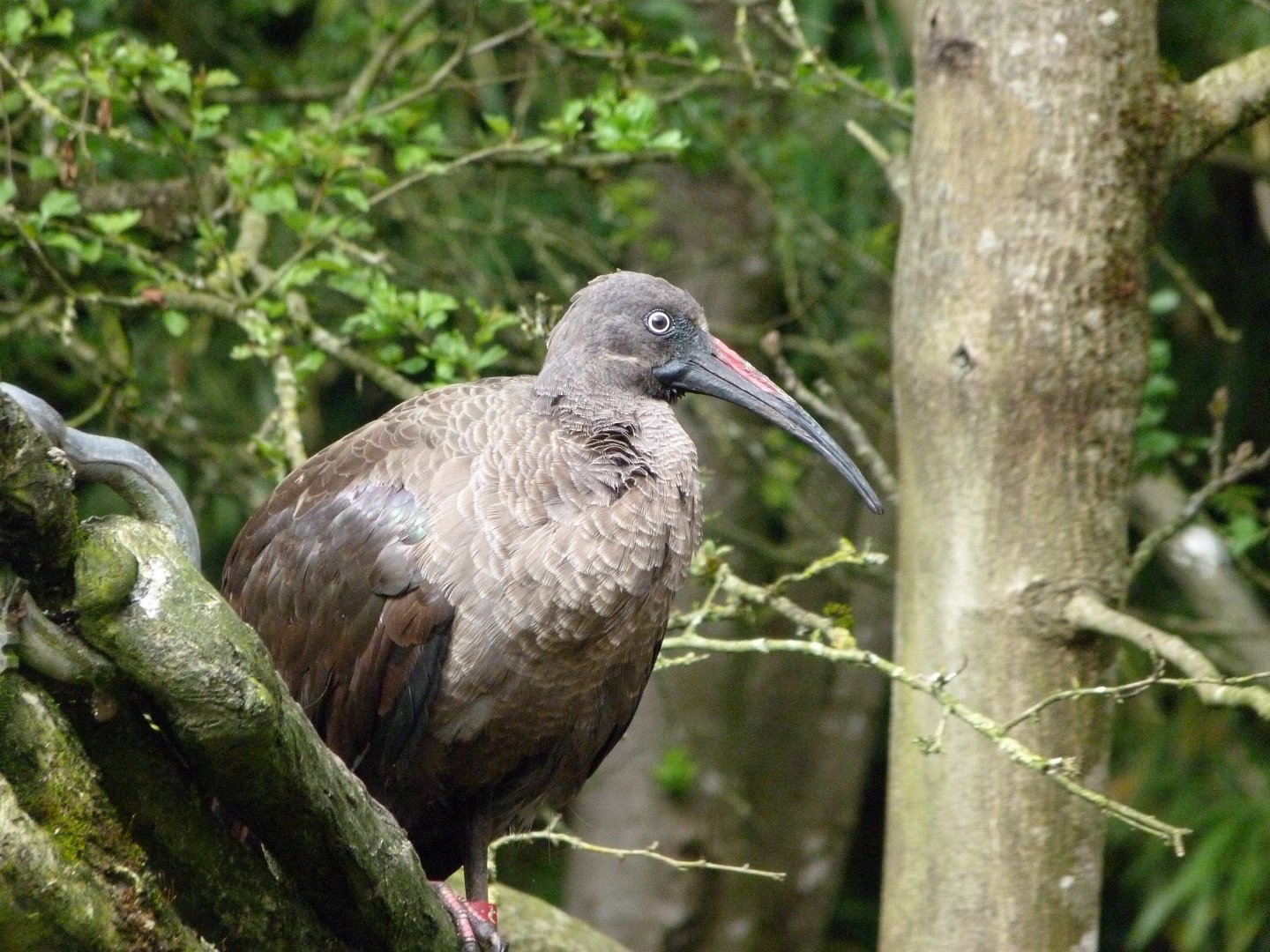 Hadada ibis -Bioparc de Doué la Fontaine (2025)