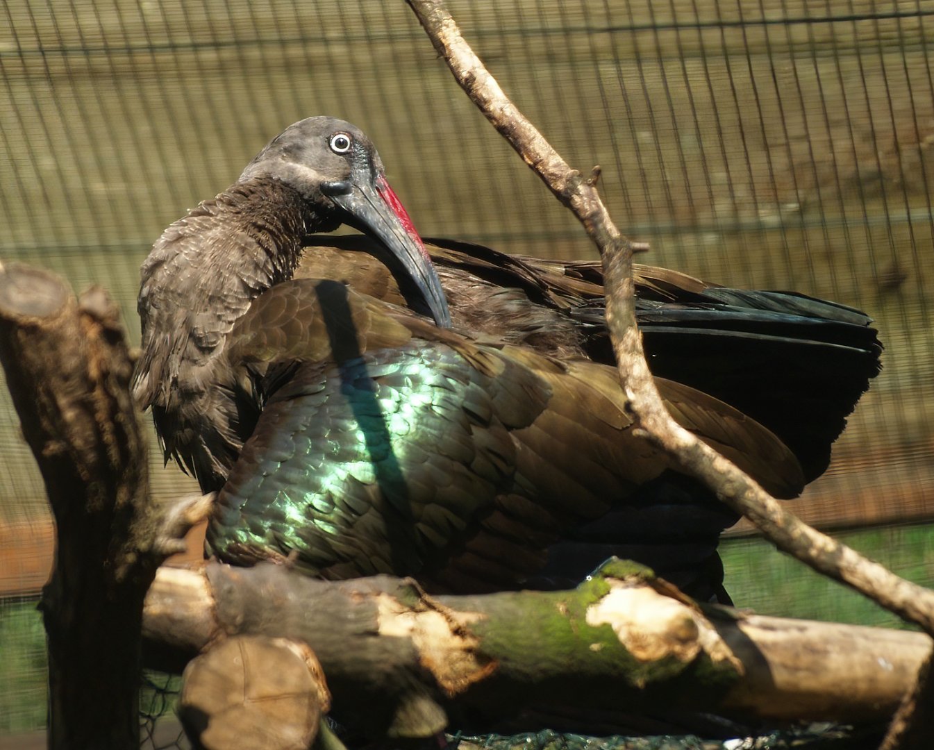 Hadada ibis (Bostrychia hagedash), 2008-08-06