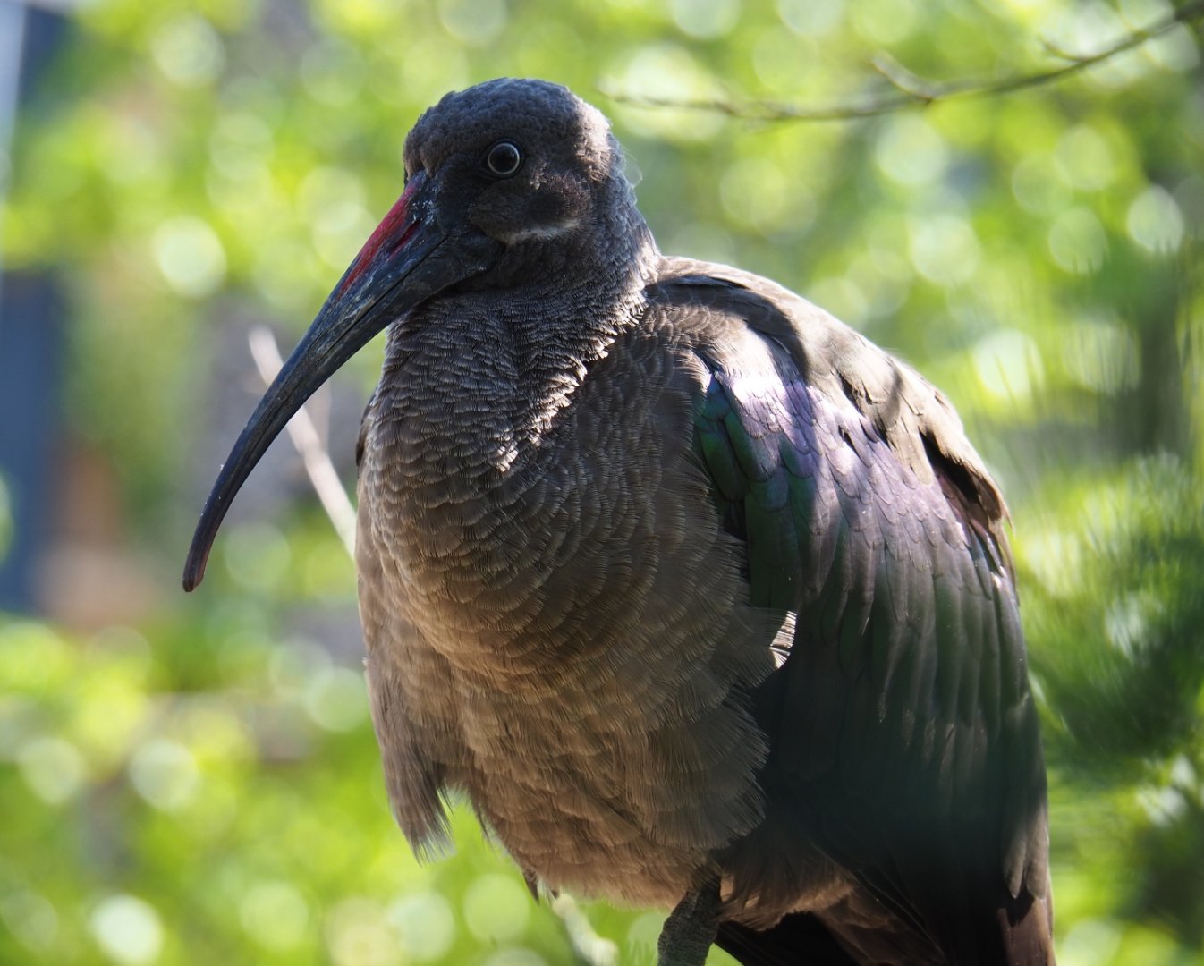 Hadada ibis (Bostrychia hagedash), 2019-04-20