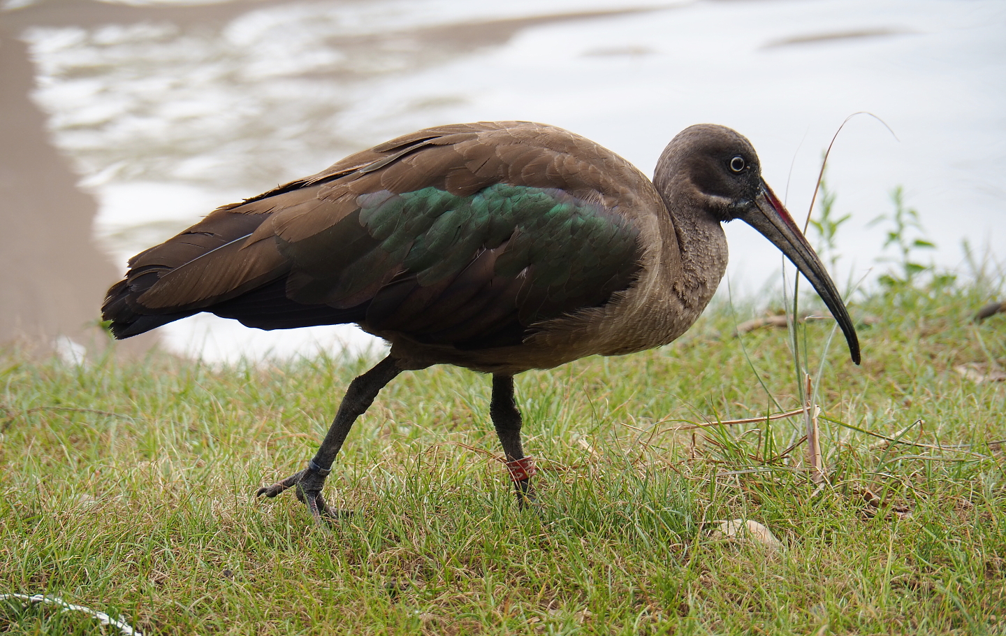 Hadada ibis (Bostrychia hagedash), 2019-07-21