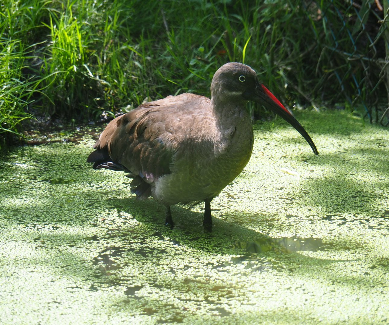 Hadada ibis (Bostrychia hagedash), 2019-08-04