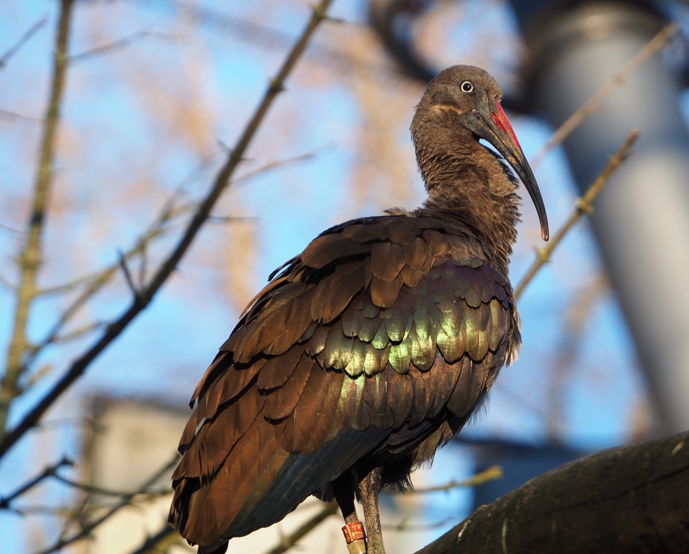 Hadada ibis (Bostrychia hagedash), 2019-12-30