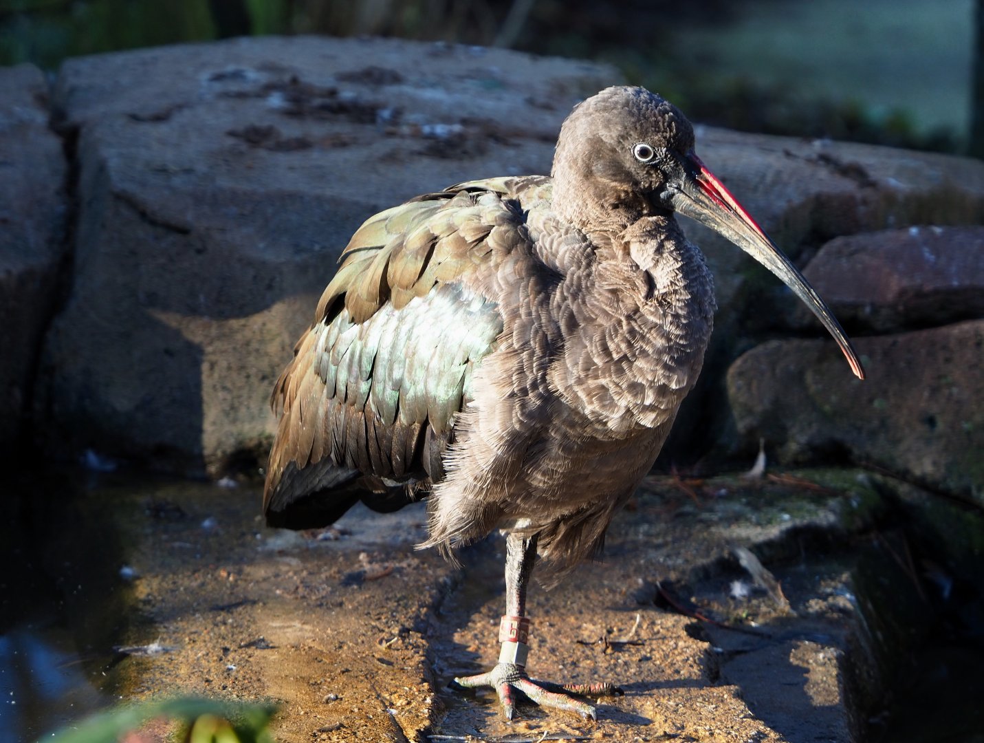 Hadada ibis (Bostrychia hagedash), 2019-12-30