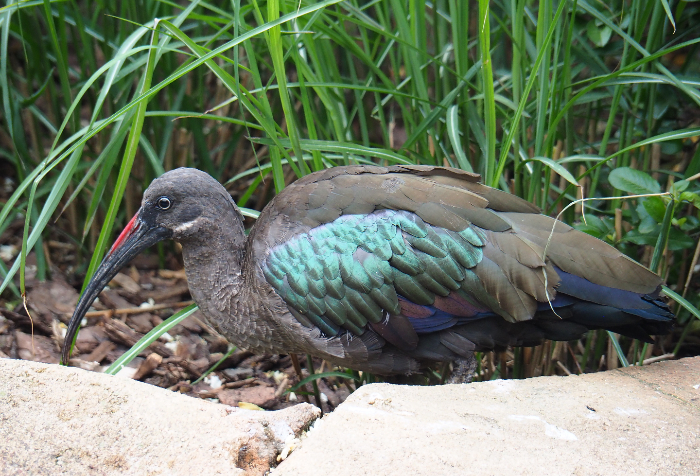 Hadada ibis (Bostrychia hagedash), 2020-05-24