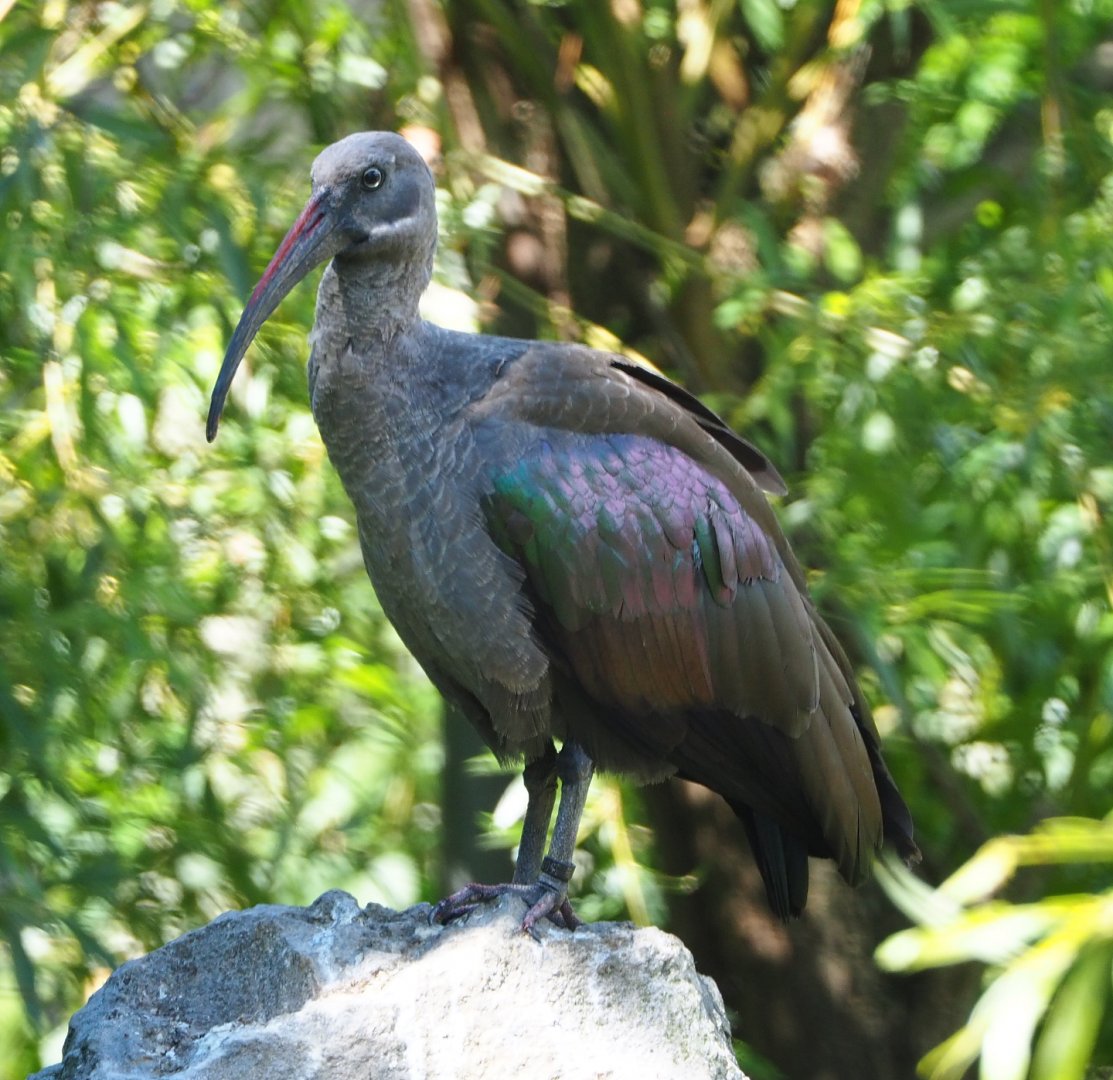 Hadada ibis (Bostrychia hagedash), 2020-06-20