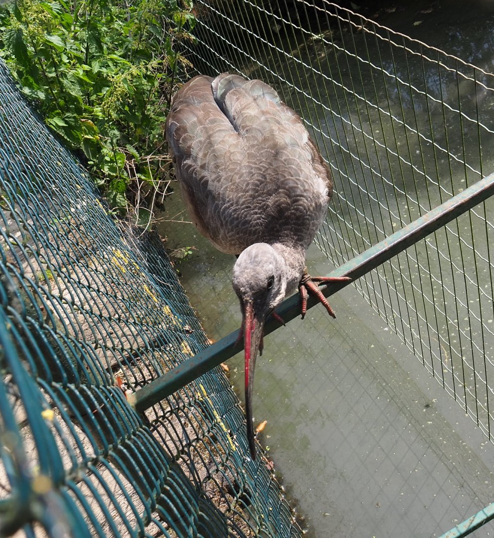 Hadada ibis (Bostrychia hagedash), 2021-06-15