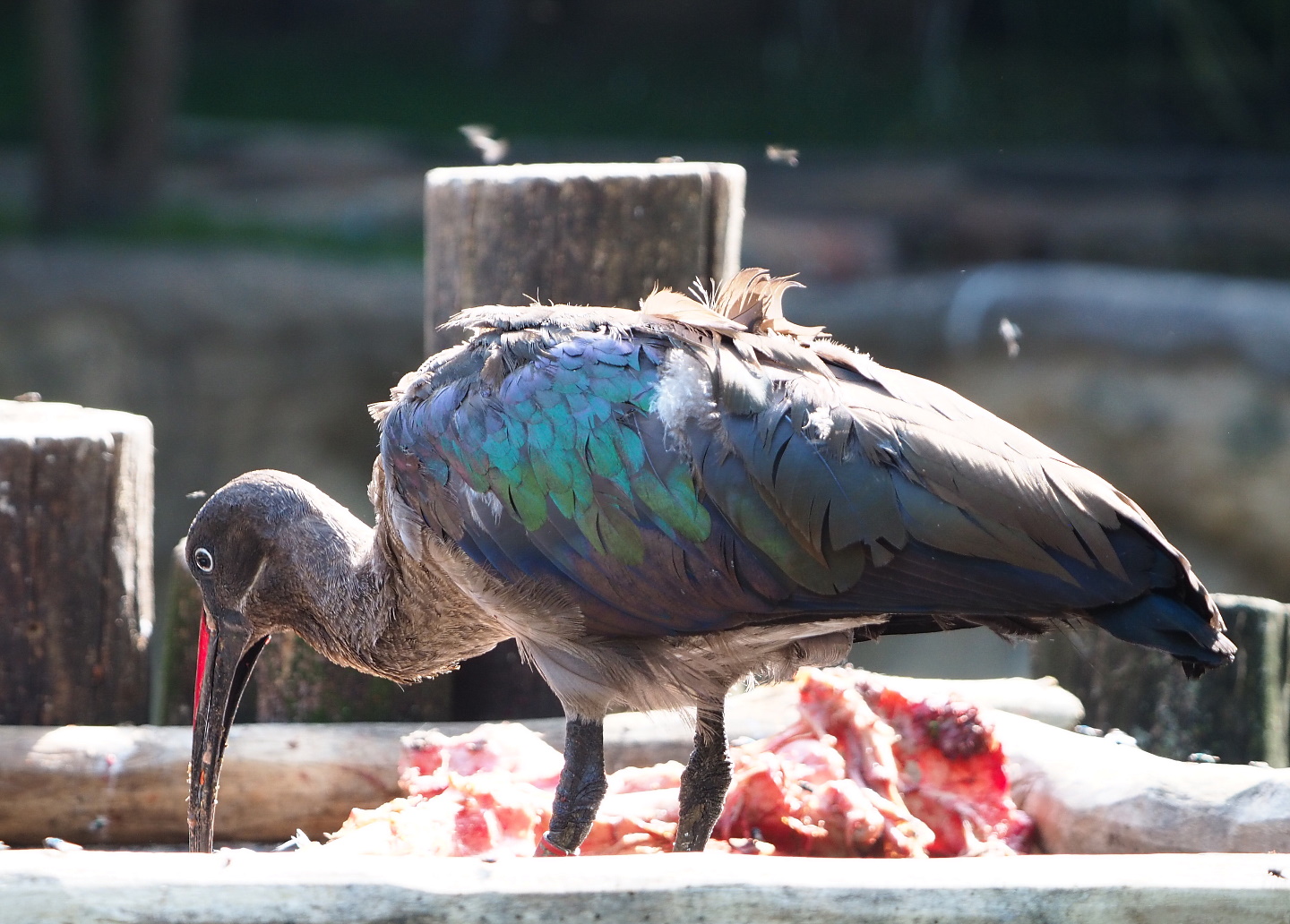 Hadada ibis (Bostrychia hagedash), 2021-07-17