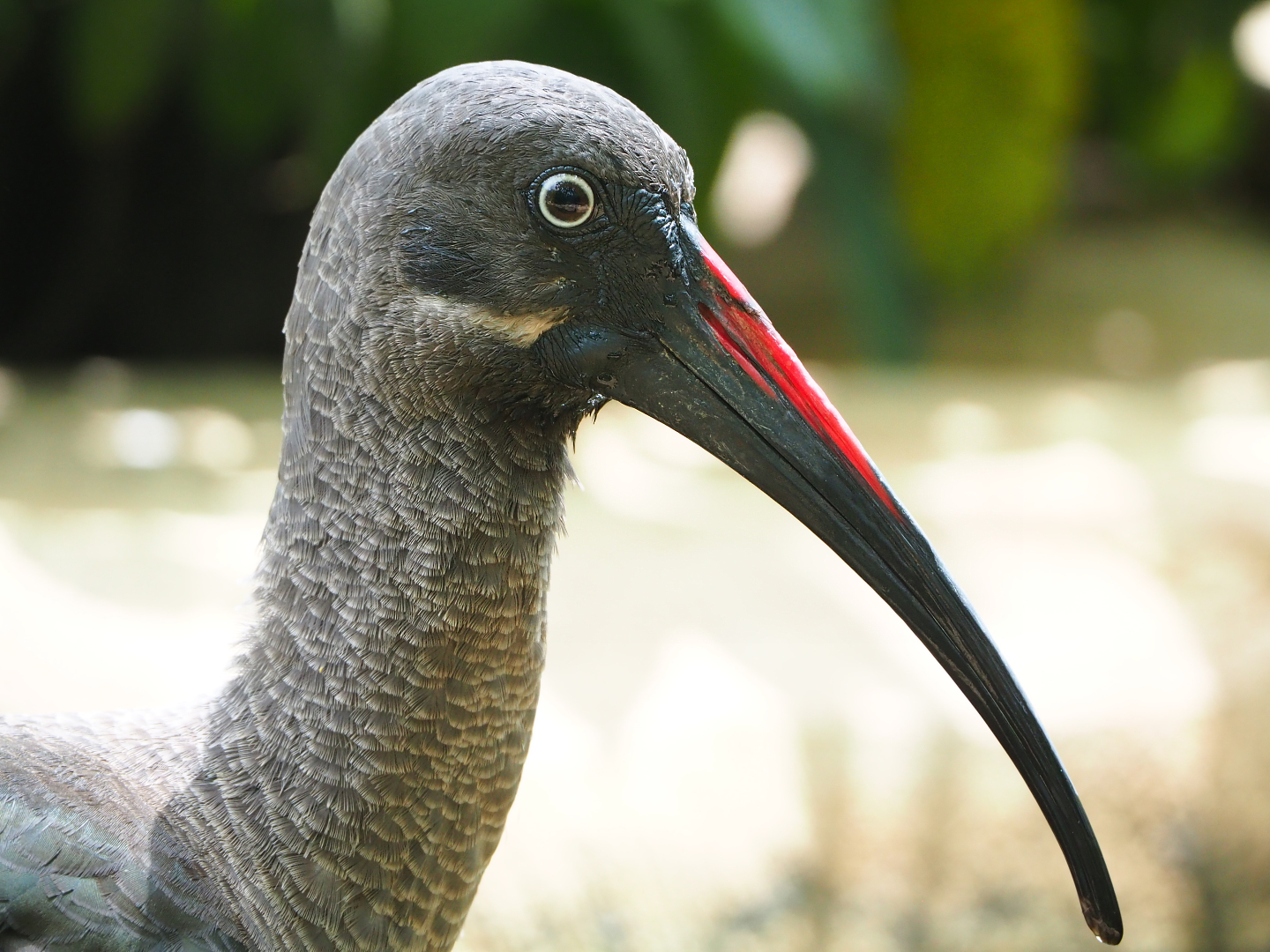 Hadada ibis (Bostrychia hagedash), 2022-05-26