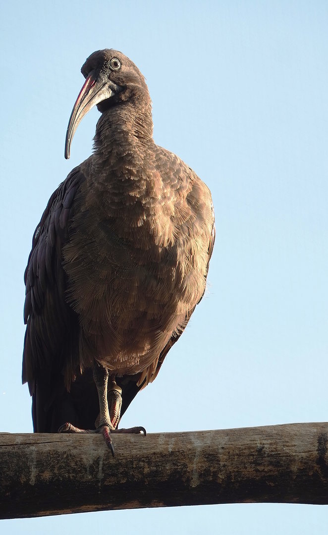 Hadada ibis (Bostrychia hagedash), 2022-09-04