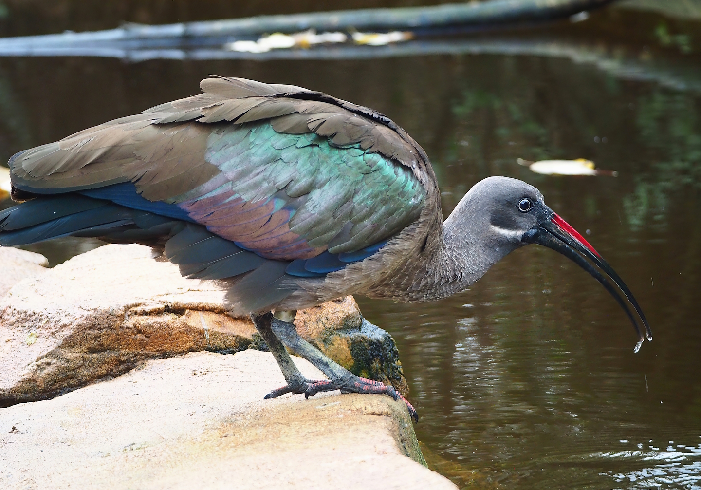 Hadada ibis (Bostrychia hagedash), 2022-10-29