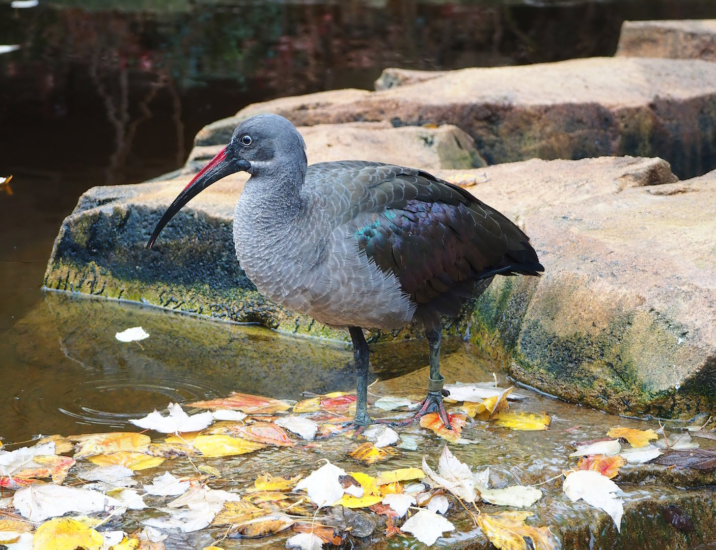 Hadada ibis (Bostrychia hagedash), 2022-10-29