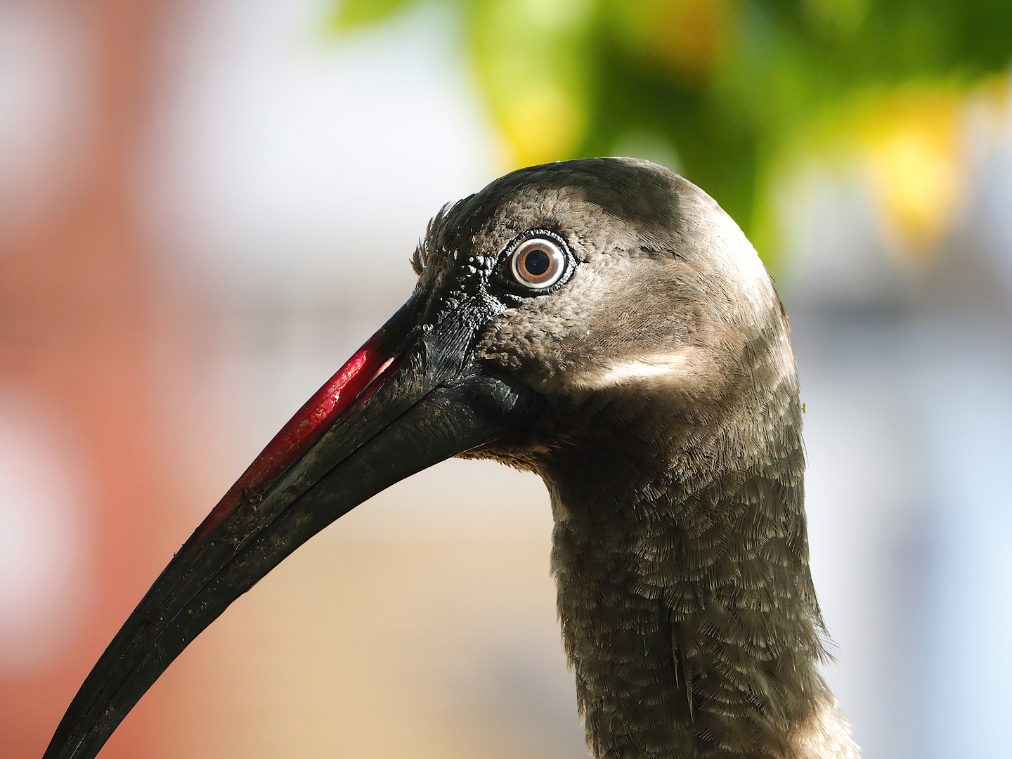 Hadada ibis (Bostrychia hagedash), 2022-10-29