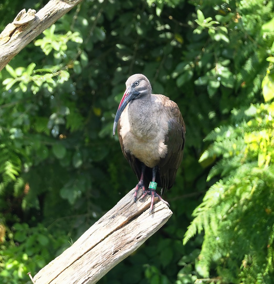 Hadada ibis (Bostrychia hagedash), 2023-08-15