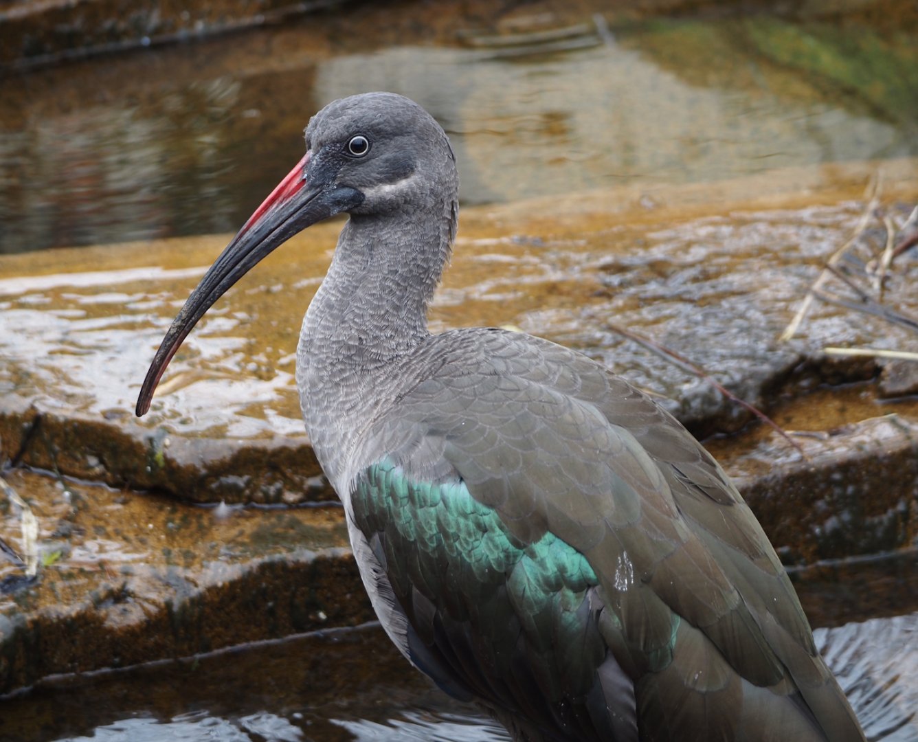 Hadada ibis (Bostrychia hagedash), 2024-03-09