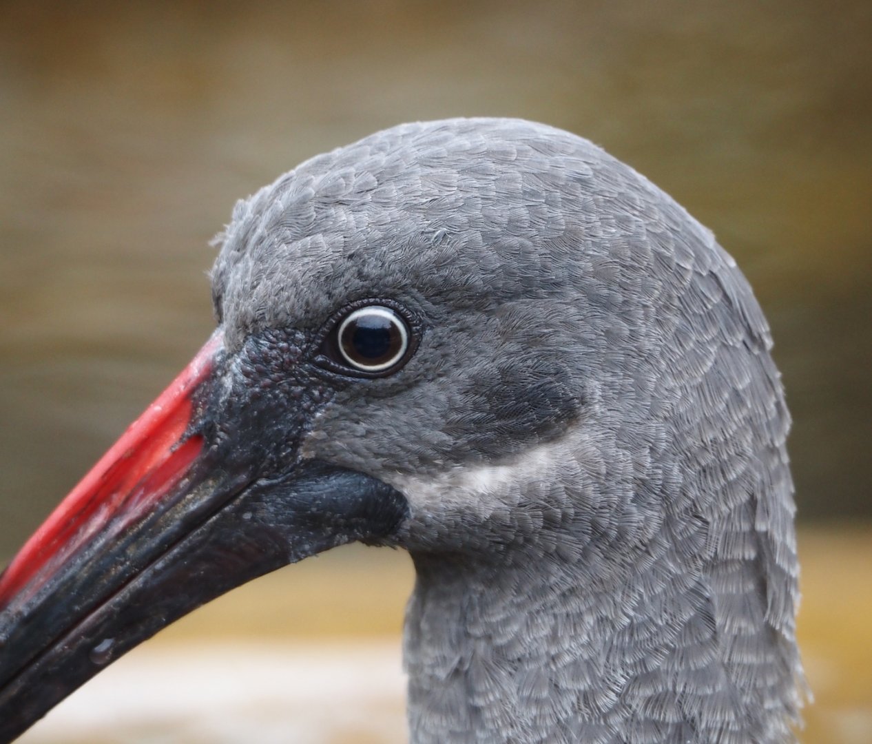 Hadada ibis (Bostrychia hagedash), 2024-03-09