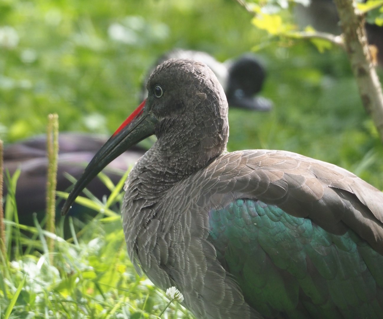 Hadada ibis (Bostrychia hagedash), 2024-08-21