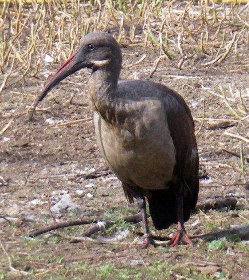 Hadada Ibis (Bostrychia hagedash)