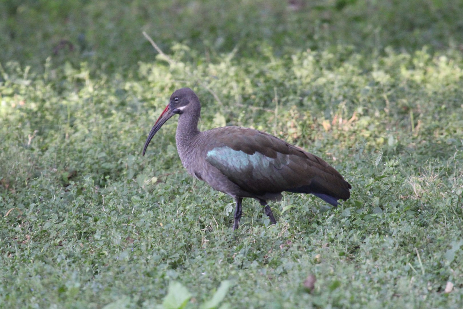 Hadada ibis (Bostrychia hagedash)