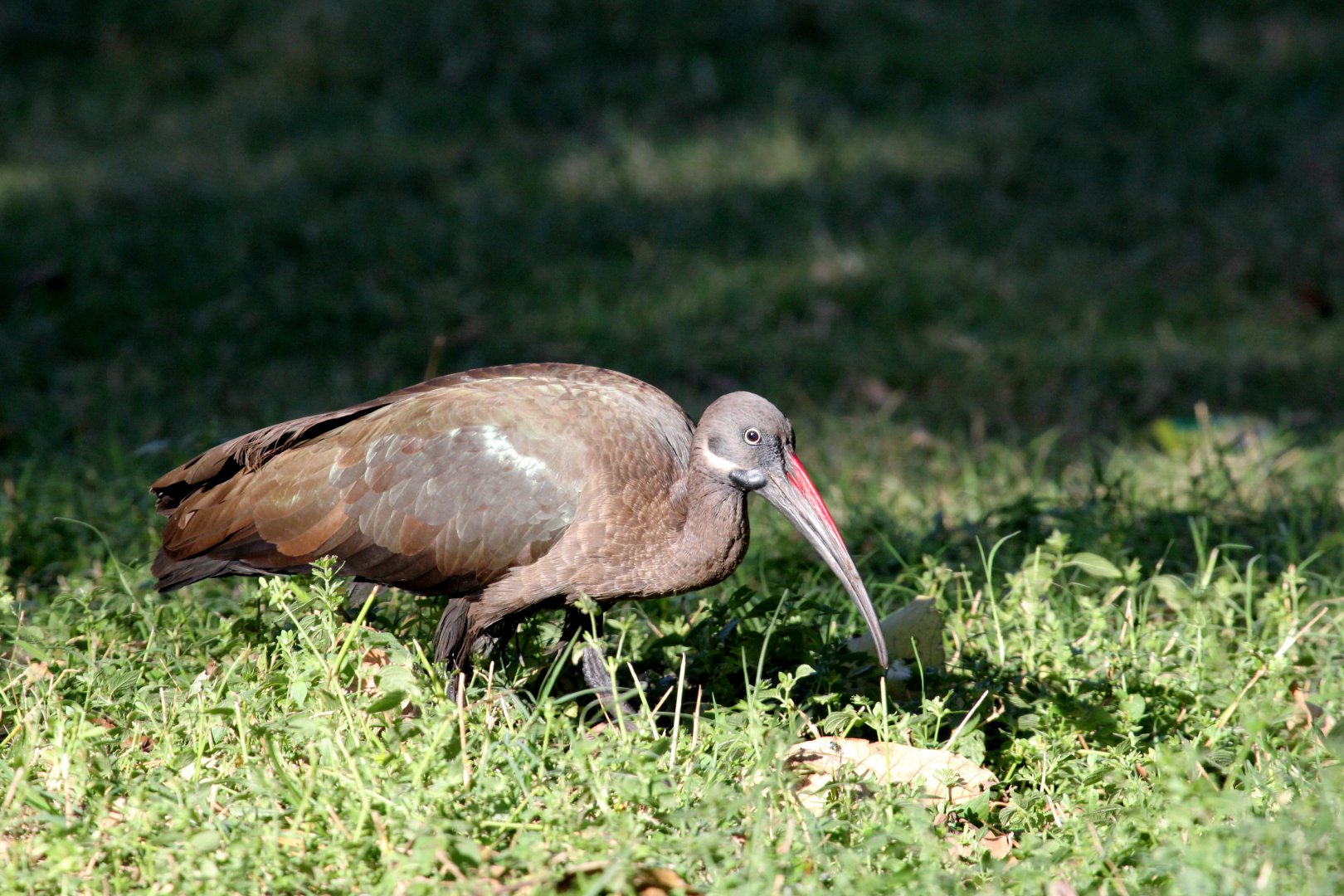 Hadada ibis (Bostrychia hagedash)
