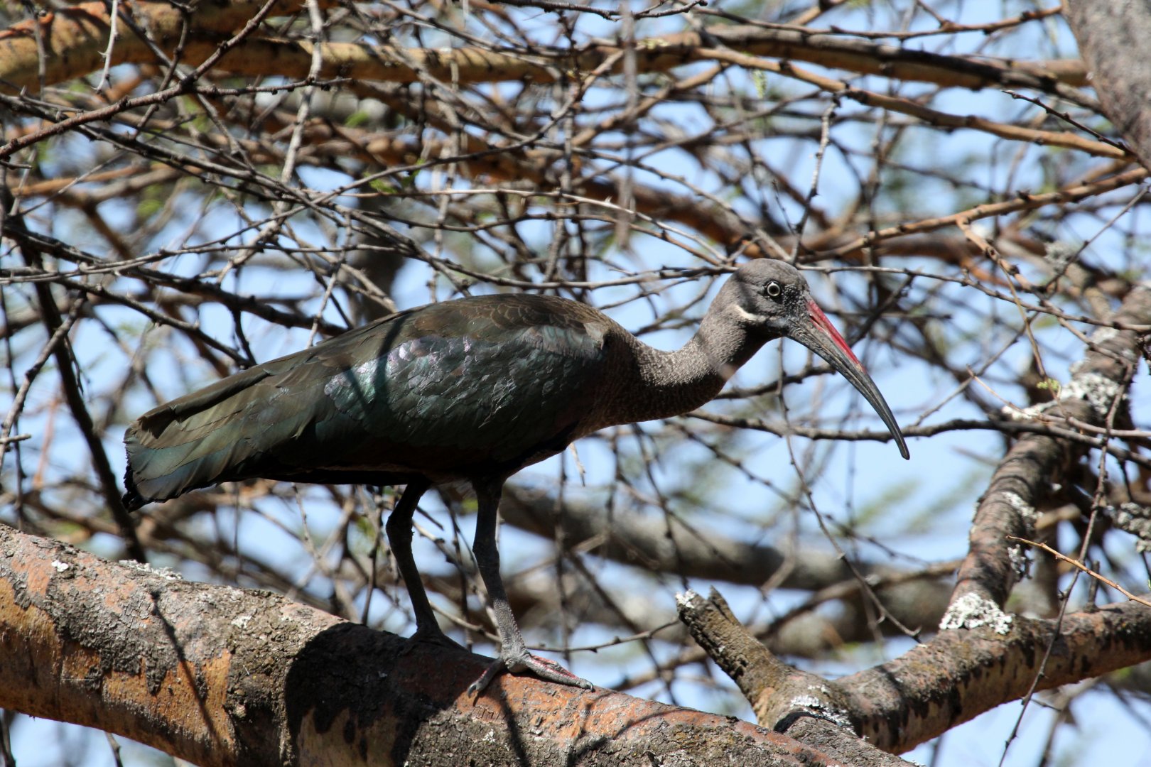 Hadada ibis (Bostrychia hagedash)