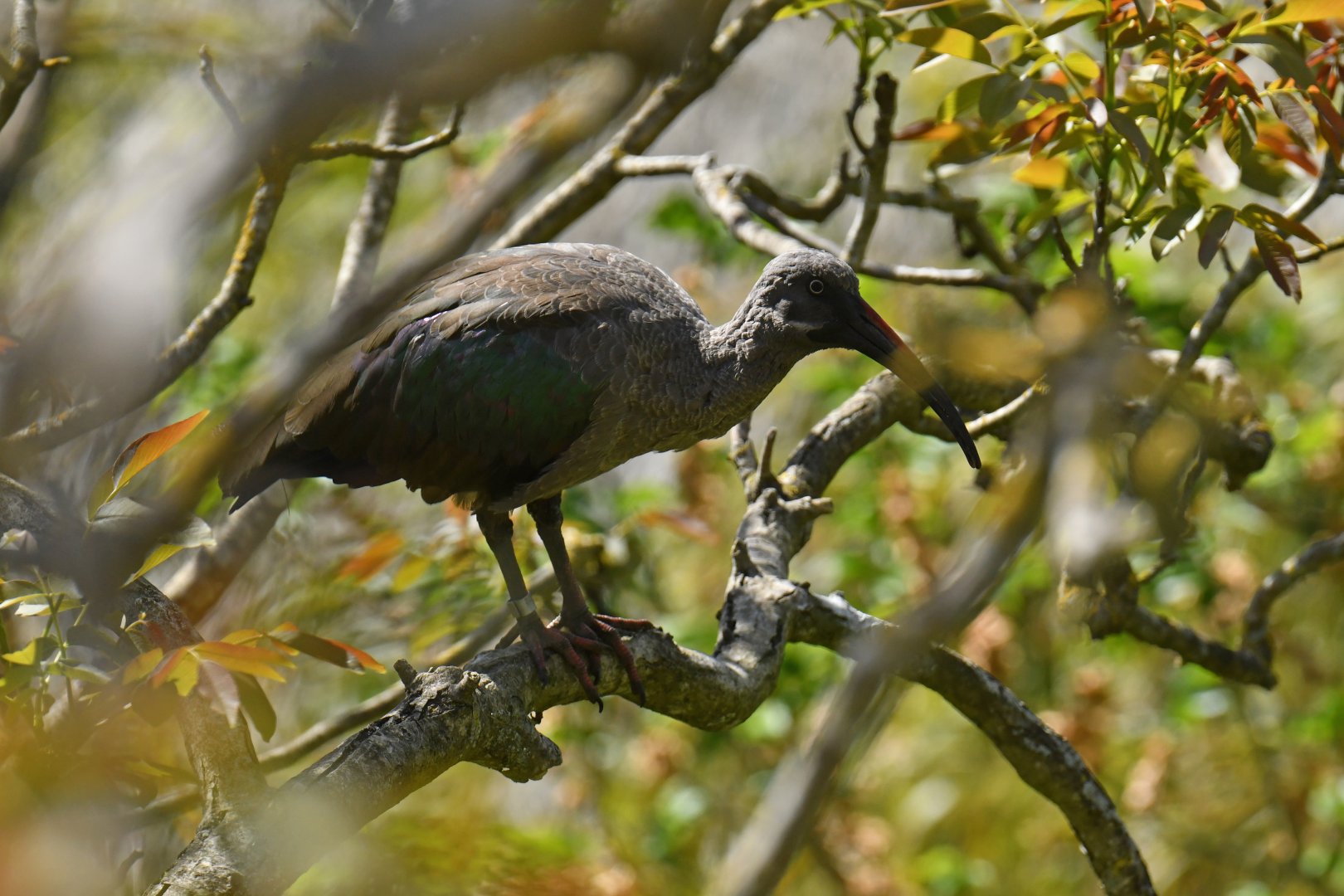 Hadada Ibis (Bostrychia hagedash)