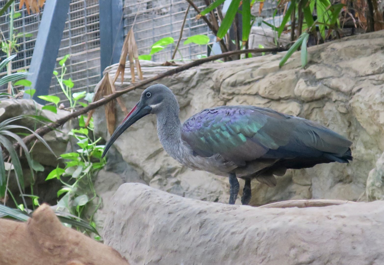 Hadada Ibis (Bostrychia hagedash)