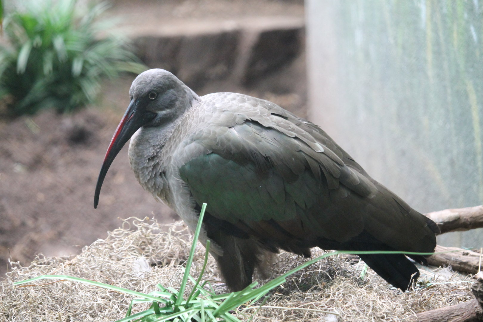Hadada Ibis (Bostrychia hagedash)