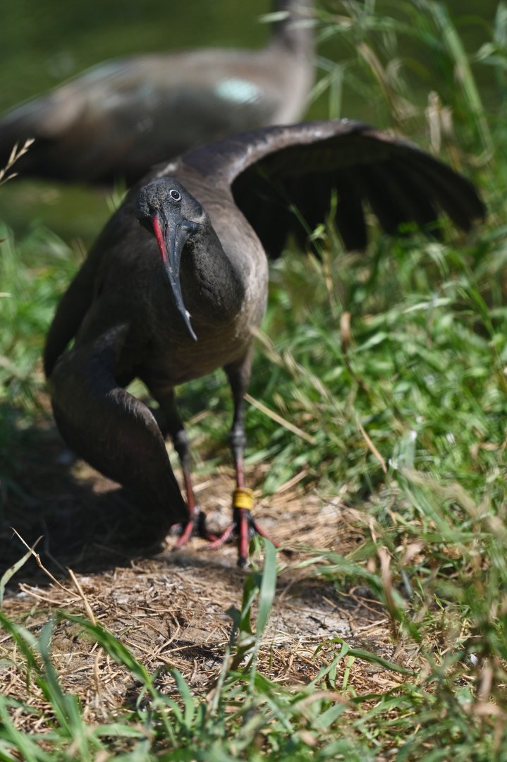 Hadada Ibis Bostrychia hagedash