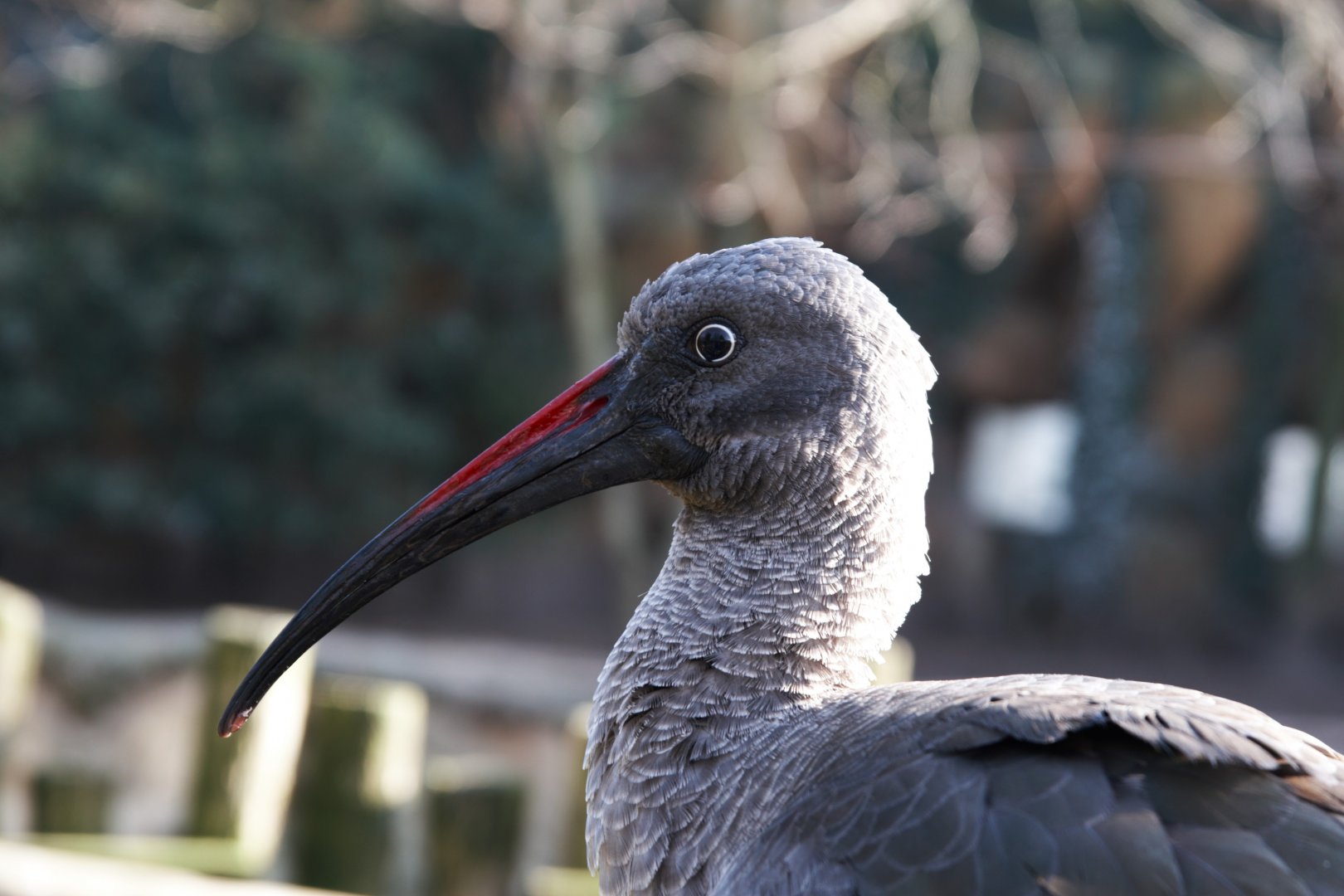Hadada Ibis (Bostrychia Hagedash)