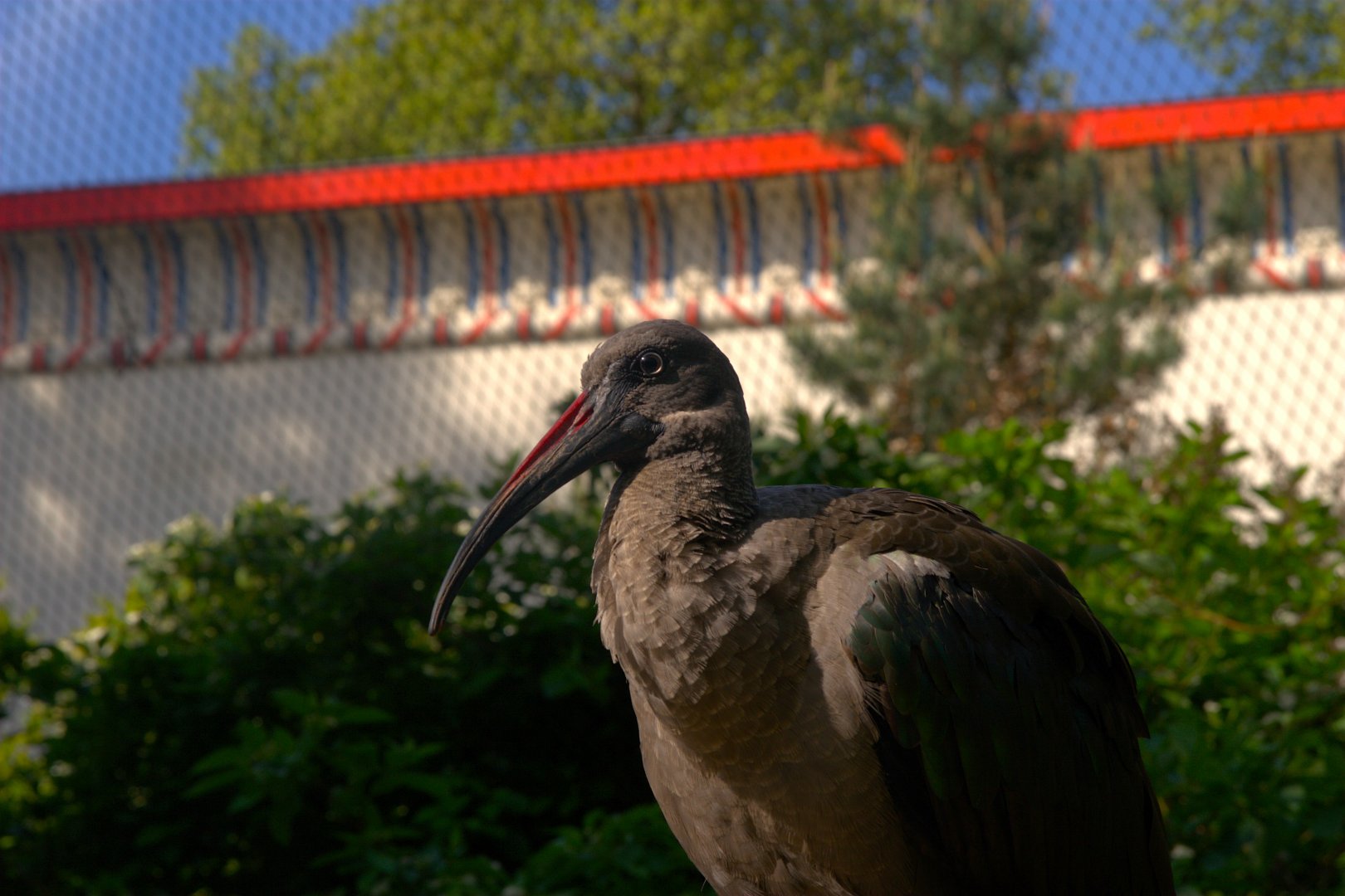 Hadada Ibis (Bostrychia hagedash)