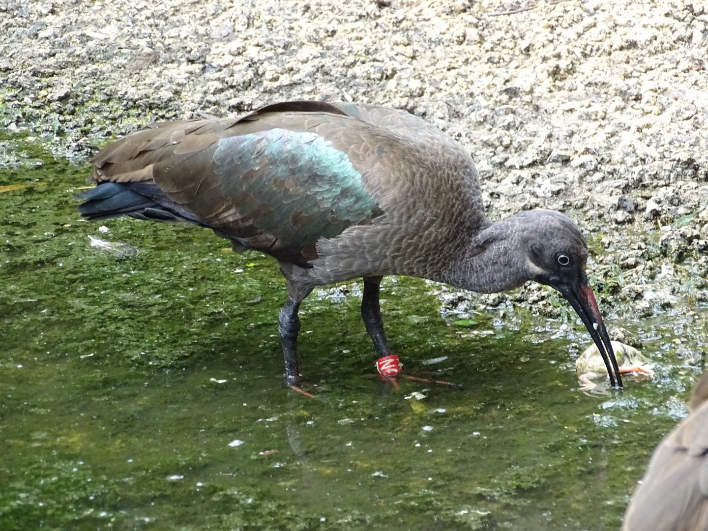 Hadada ibis (Bostrychia hagedash)