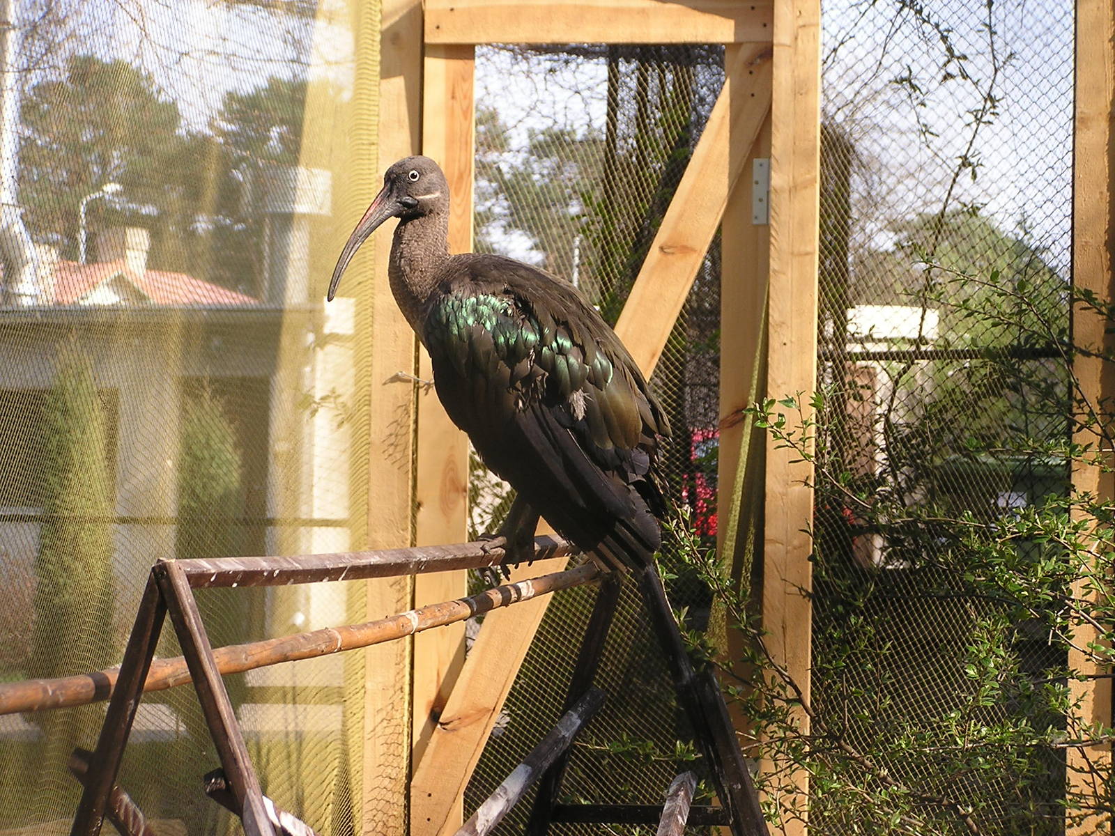 Hadada ibis/ Hagedashia hagedash