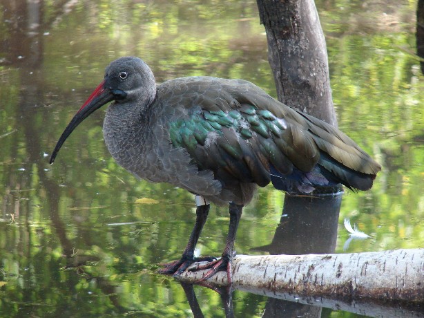 Hadada ibis/ Hagedashia hagedash