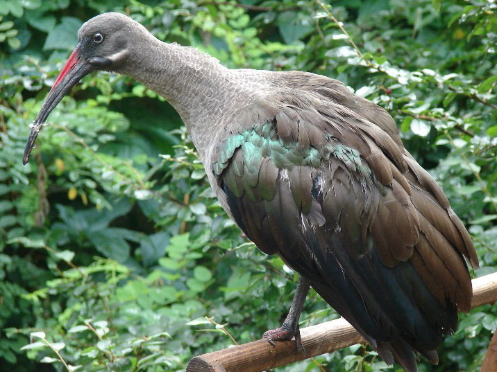 Hadada ibis/ Hagedashia hagedash