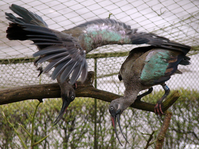 Hadada ibis/ Hagedashia hagedash