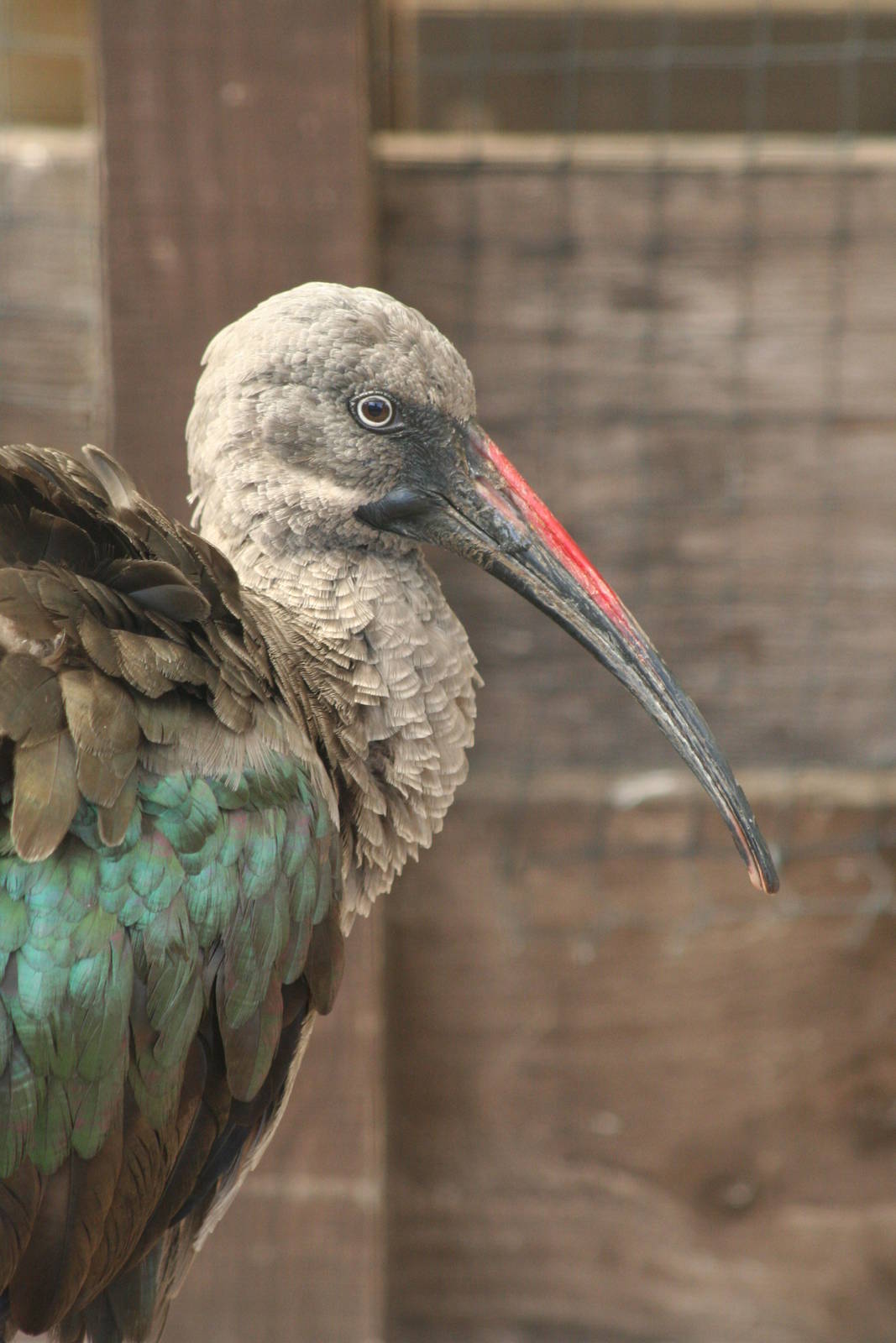 Hadada Ibis @ Lake District Wildlife Park; 31.05.2014