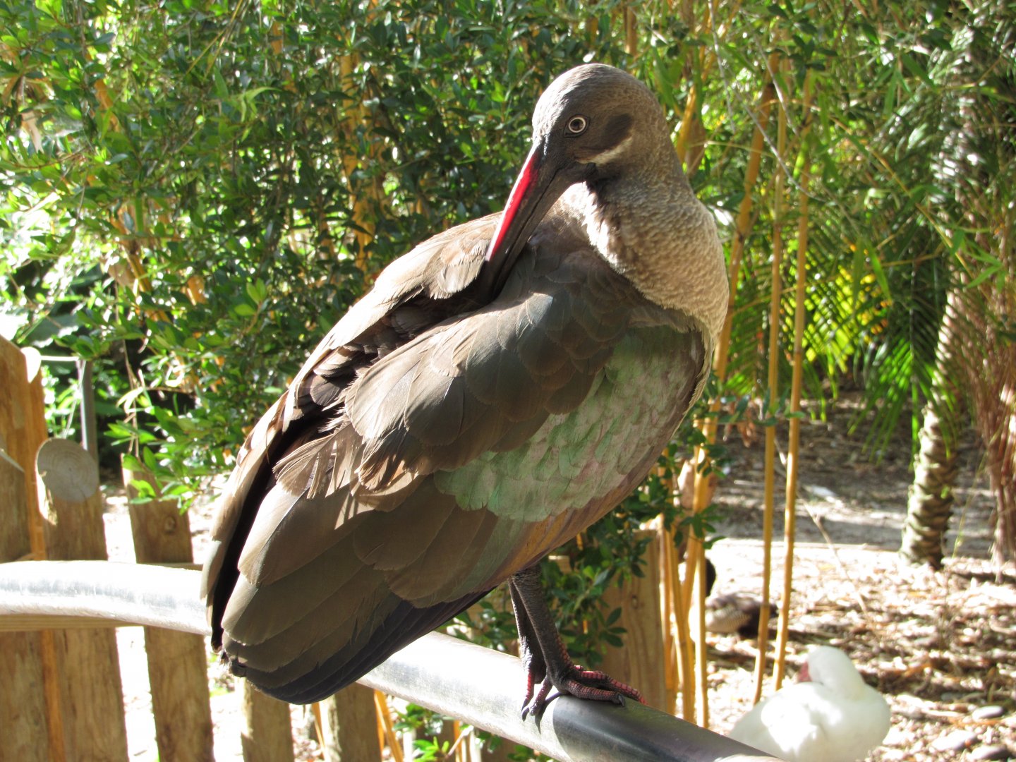 Hadada Ibis Preening