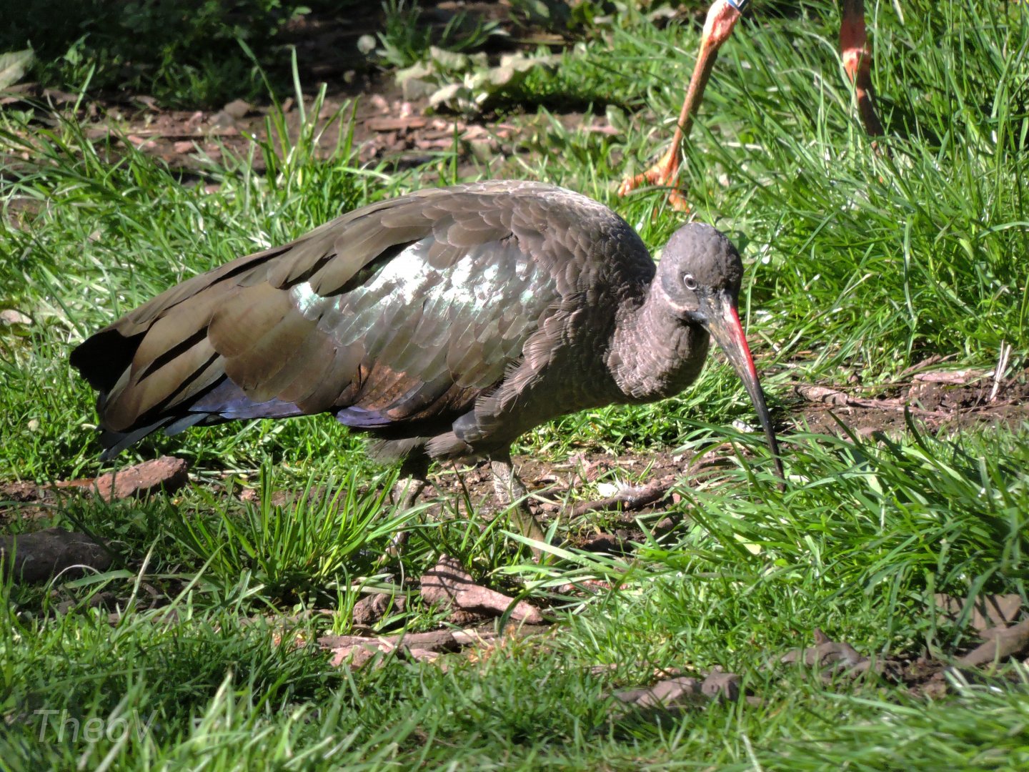 Hadada ibis - Sanctuaire des okapis [2015]