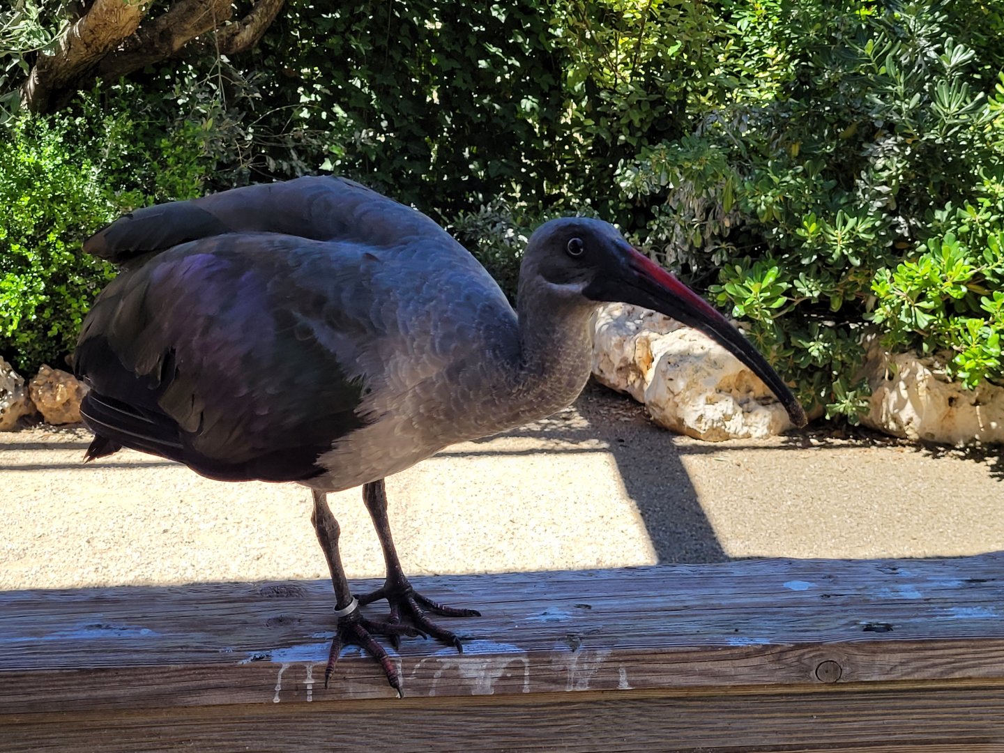 Hadada ibis -Sendaviva (2024)